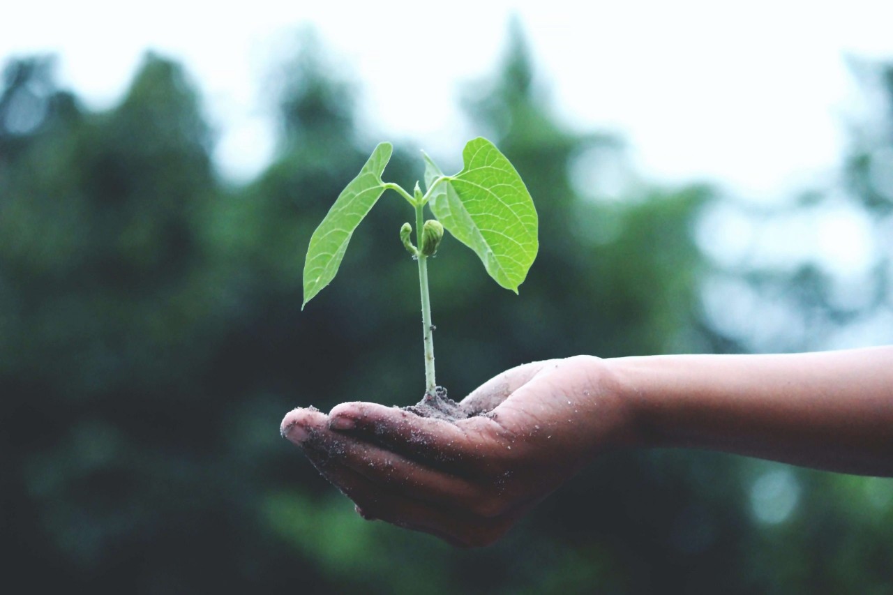WYD 2019: ecological conversion in action